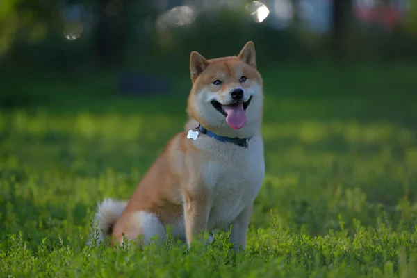 Hund Som Spelar Fältet Shiba Inu — Stockfoto