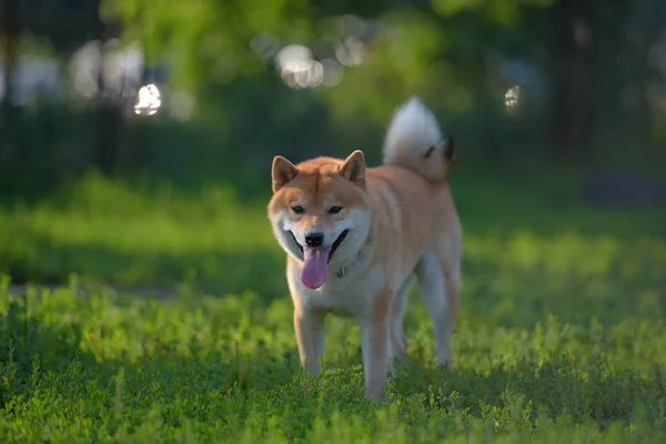 Shiba Inu Cão Nacional Japonês — Fotografia de Stock