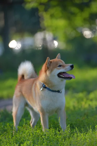 Ein Hund Beim Spielen Auf Dem Feld Shiba Inu — Stockfoto