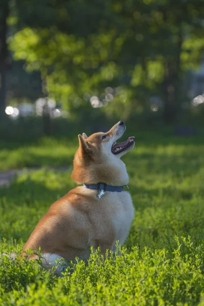 Alanını Oynayan Bir Köpek Shiba Inu — Stok fotoğraf