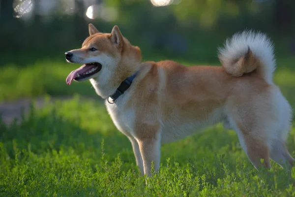 Shiba Inu Японская Национальная Собака — стоковое фото