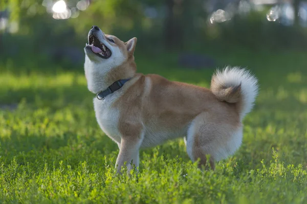 Egy Kutya Játék Terén Shiba Inu — Stock Fotó