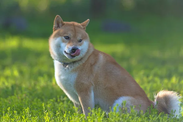 Собака Играет Поле Shiba Inu — стоковое фото