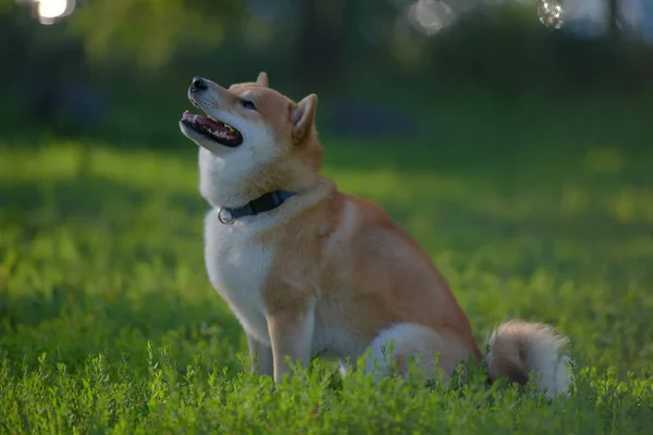 Egy Kutya Játék Terén Shiba Inu — Stock Fotó