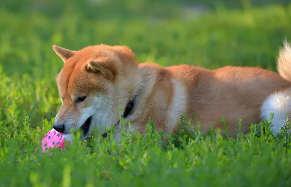 Shiba Inu Menggerogoti Mainan Rumput — Stok Foto