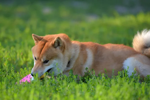 Inu 잔디에 장난감 Gnaws — 스톡 사진