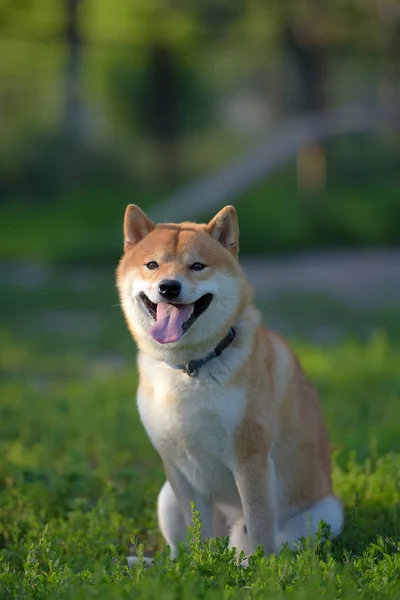 Ένας Σκύλος Που Παίζει Στο Πεδίο Shiba Inu — Φωτογραφία Αρχείου