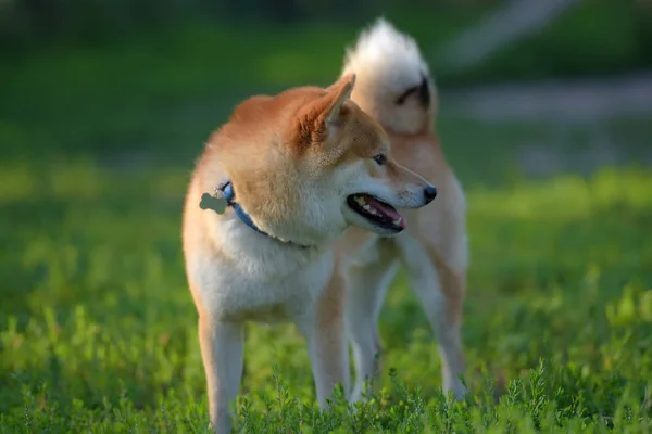 Shiba Inu Cão Nacional Japonês — Fotografia de Stock