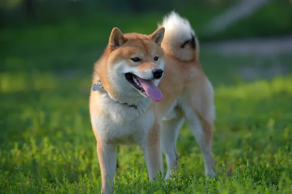 Dog Playing Field Shiba Inu — Stock Photo, Image