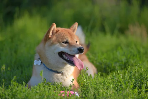 Shiba Inu Tesouro Nacional Japonês — Fotografia de Stock