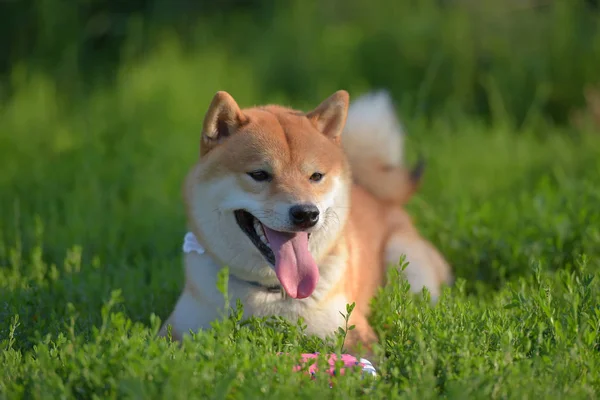 Shiba Inu Perro Nacional Japonés — Foto de Stock