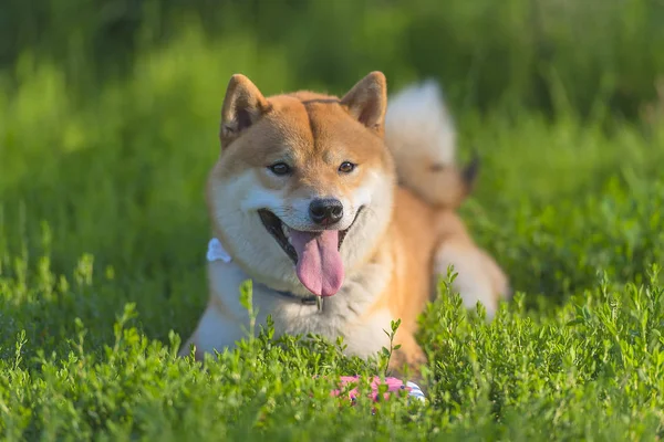 Seekor Anjing Bermain Lapangan Shiba Inu — Stok Foto