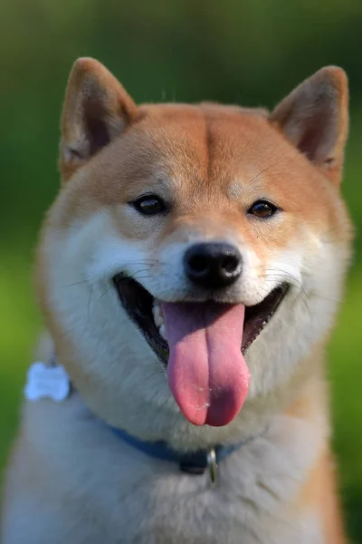 Een Portret Van Het Hoofd Van Japanse Hond Shiba Inu — Stockfoto