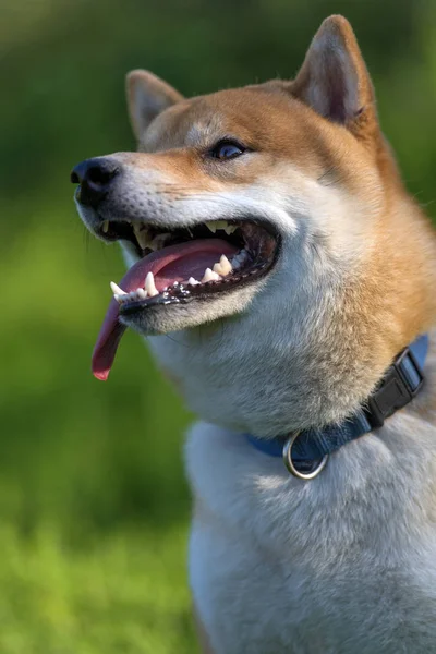 Shiba Inu Cão Nacional Japonês — Fotografia de Stock