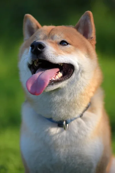 Shiba Inu Japoński Skarbu — Zdjęcie stockowe