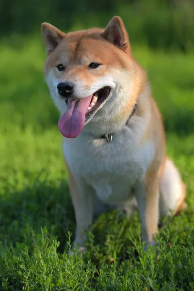 Shiba Inu Japanese National Treasury — Stock Photo, Image