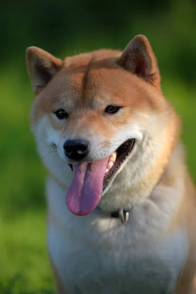 Portrait Head Japanese Dog Shiba Inu — Stock Photo, Image