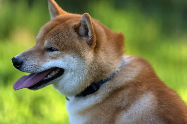 Shiba Inu Японская Национальная Собака — стоковое фото