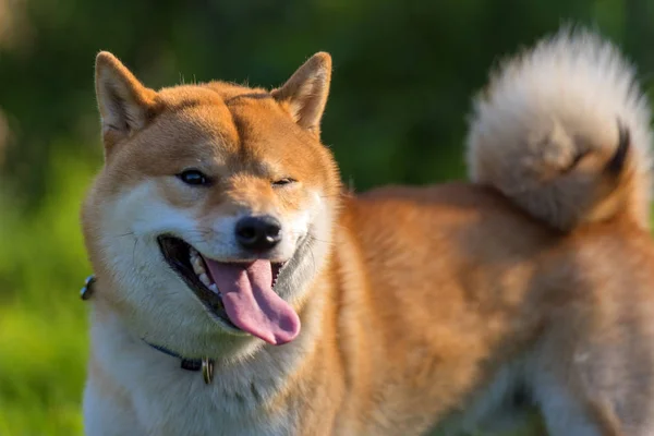 Shiba Inu Japoński Krajowa Wystawa Psów — Zdjęcie stockowe