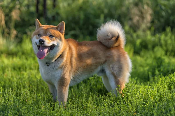 Shiba Inu Japon Ulusal Köpek — Stok fotoğraf