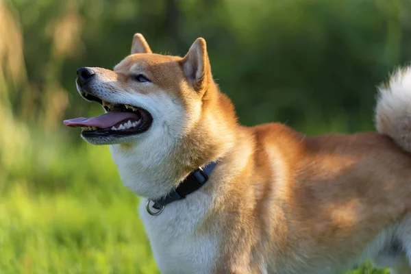 Shiba Inu Japanilainen Kansalliskoira — kuvapankkivalokuva