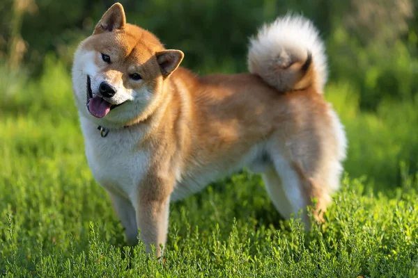 Shiba Inu Tesouro Nacional Japonês — Fotografia de Stock