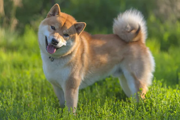 Shiba Inu Japonské Národní Pokladnice — Stock fotografie