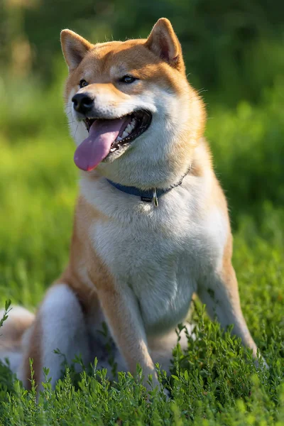 Shiba Inu Japanin Valtionkassa — kuvapankkivalokuva