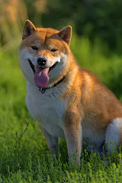 Shiba Inu Japanese National Dog — Stock Photo, Image