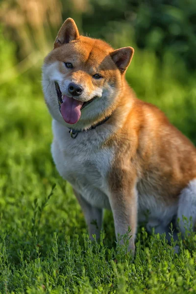 Portret Czerwony Pies Shiba Inu Latem — Zdjęcie stockowe
