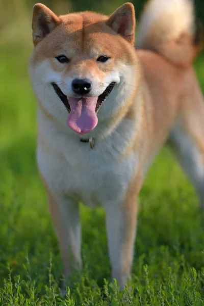 Shiba Inu Japon Ulusal Hazine — Stok fotoğraf