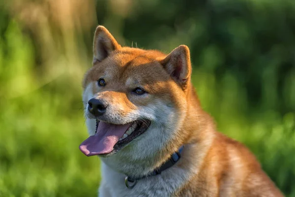Portrait Head Japanese Dog Shiba Inu — Stock Photo, Image