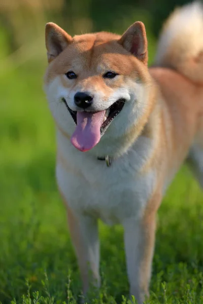 Shiba Inu Japon Ulusal Köpek — Stok fotoğraf