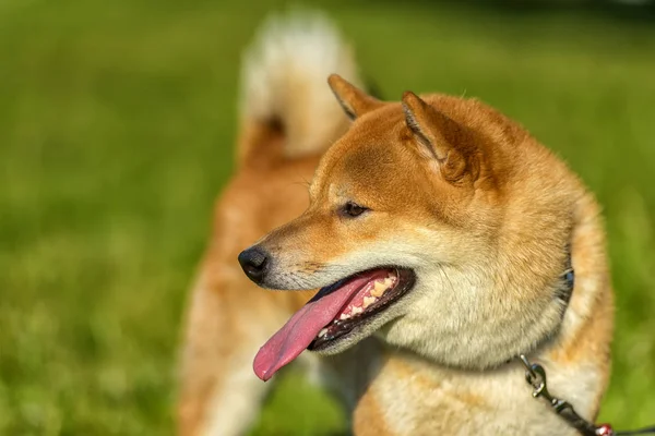 Portrait Head Japanese Dog Shiba Inu — Stock Photo, Image