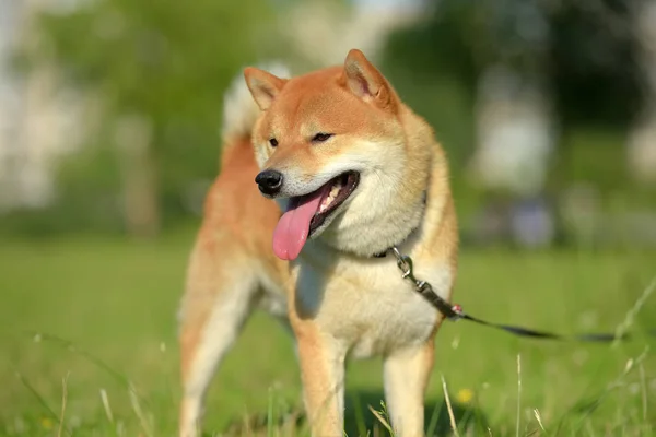 Shiba Inu Tesoro Nacional Japonés — Foto de Stock