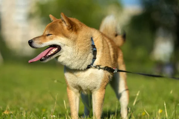 Shiba Inu Japoński Skarbu — Zdjęcie stockowe