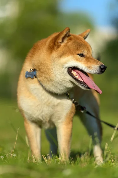 Shiba Inu Japanse Nationale Hond — Stockfoto