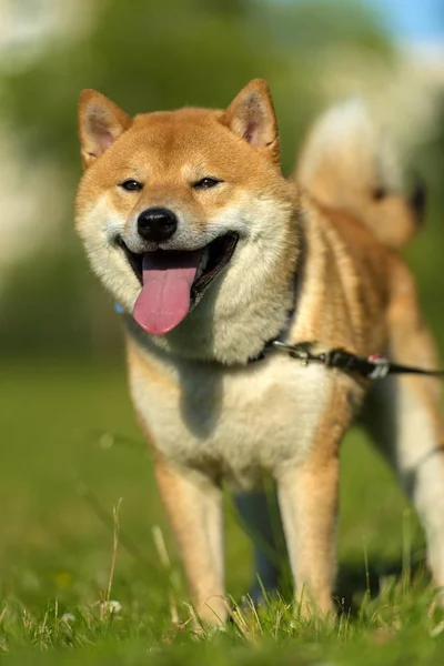 Shiba Inu Tesouro Nacional Japonês — Fotografia de Stock