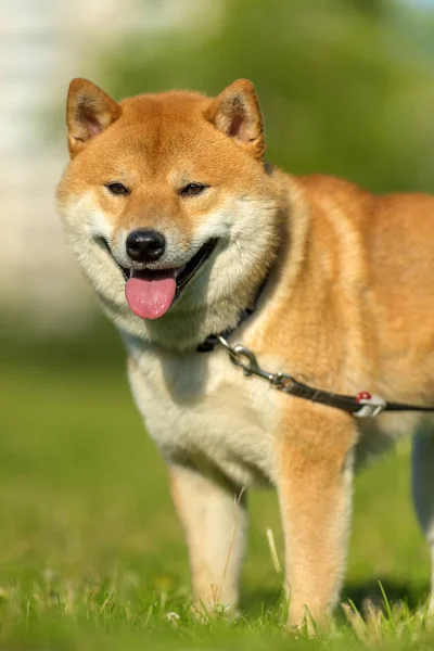 Shiba Inu Tesoro Nacional Japonés —  Fotos de Stock