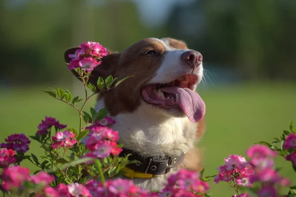 Piros Corgi Rózsaszín Virágok Közt — Stock Fotó