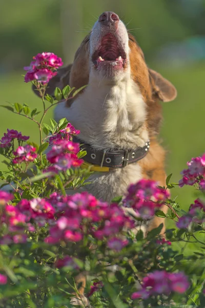 Corgi Merah Diantara Bunga Merah Muda — Stok Foto