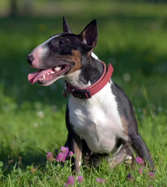 Nero Con Bianco Miniatura Bull Terrier Erba Verde — Foto Stock