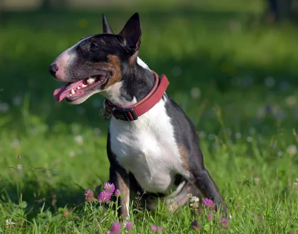 Zwart Met Witte Miniatuur Bull Terriër Groen Gras — Stockfoto