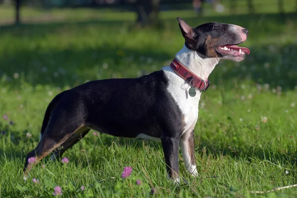 Svart Med Vita Miniatyr Bull Terrier Grönt Gräs — Stockfoto