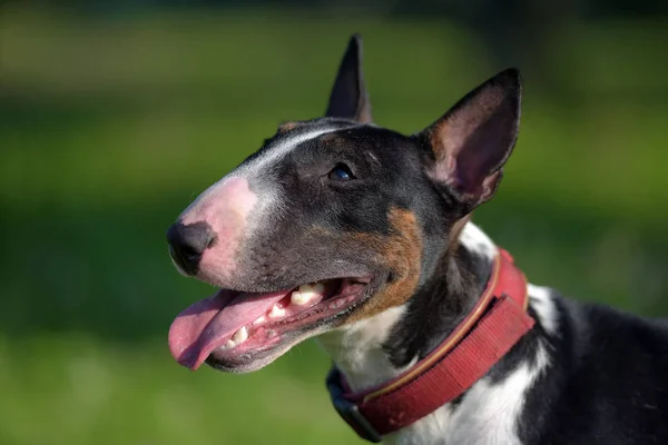 Schwarz Mit Weißem Miniatur Bullterrier Auf Grünem Gras — Stockfoto