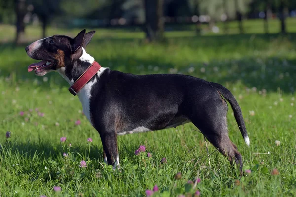 Zwart Met Witte Miniatuur Bull Terriër Groen Gras — Stockfoto