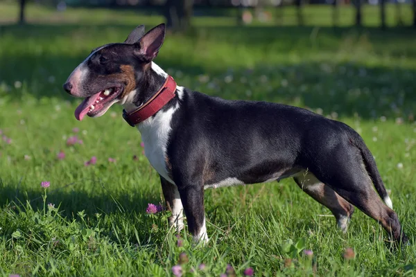 Schwarz Mit Weißem Miniatur Bullterrier Auf Grünem Gras — Stockfoto