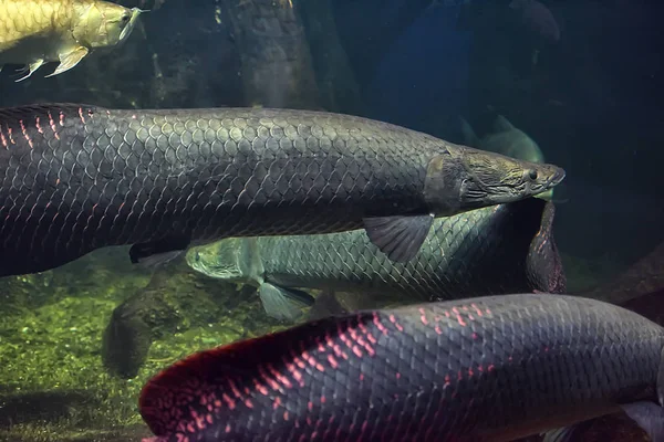 Arapaima Sudis Gigas Également Connu Sous Nom Pirarucu Animaux Sauvages — Photo