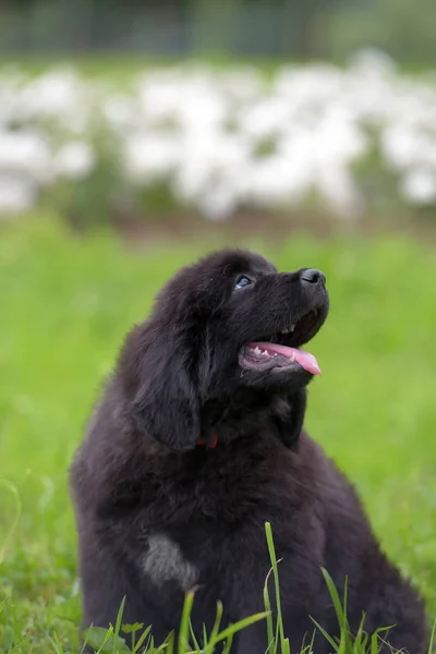 Bonito Preto Dois Meses Idade Newfoundland Filhote Cachorro Grama — Fotografia de Stock