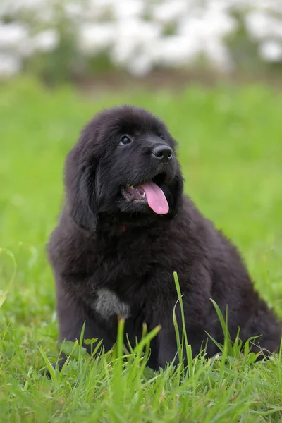 Carino Nero Due Mese Vecchio Cucciolo Terranova Erba — Foto Stock